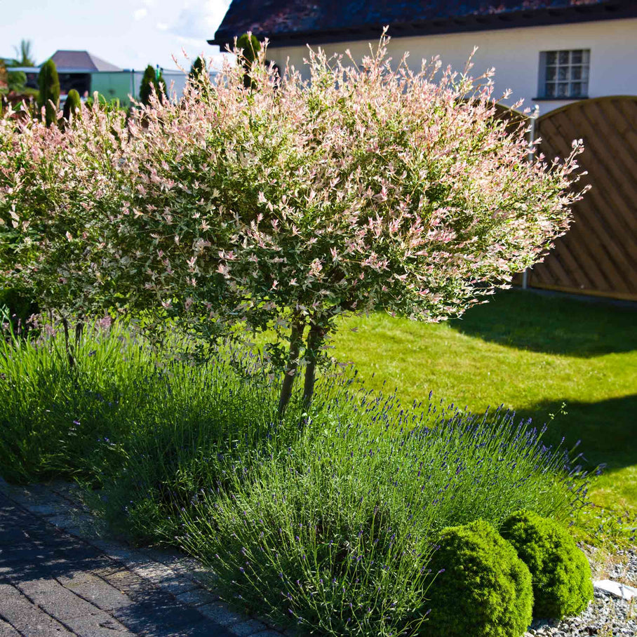 Tri-Color Dappled Willow Tree – Botanical Interests