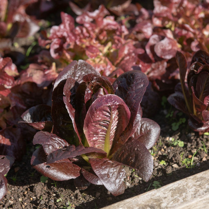romaine lettuce seed planting Truchas Mini-Romaine Lettuce Seeds