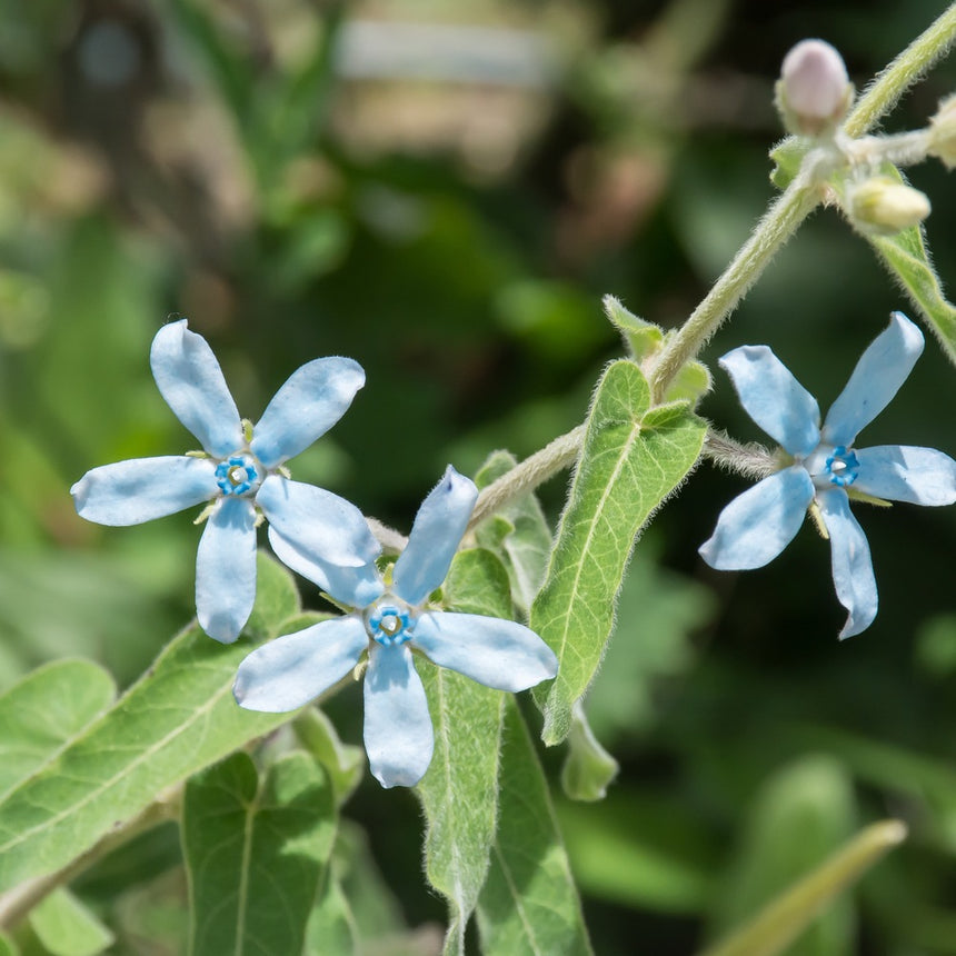 seeds butterfly plants Tweedia Milkweed/Butterfly Flower Seeds