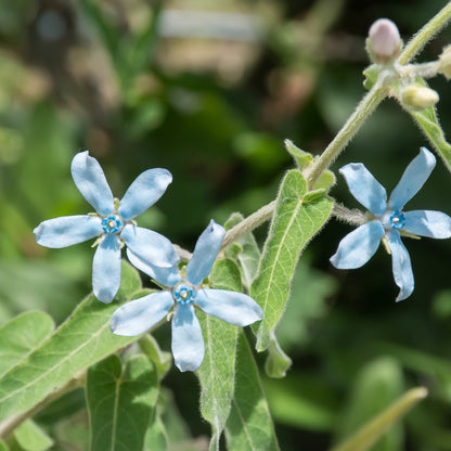 Tweedia Milkweed/Butterfly Flower Seeds