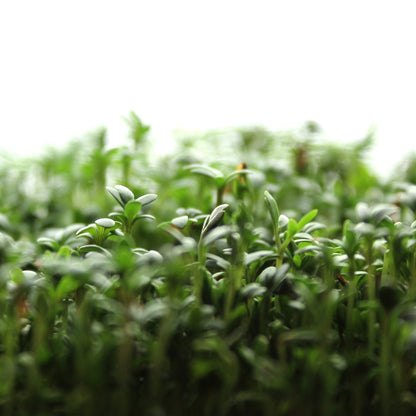 Upland Cress Microgreens Seeds