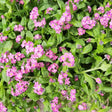 Victoria Pink Forget-Me-Not Seeds