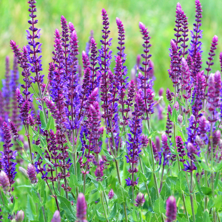 Violet Queen Salvia Seeds
