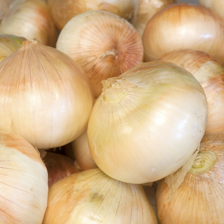 Walla Walla Bulb Onion Seeds