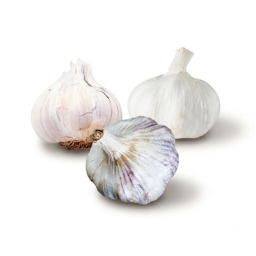 Warm Winter Winners Garlic Bundle (Zone 10 & Warmer)