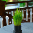 Wheatgrass Juice Seeds