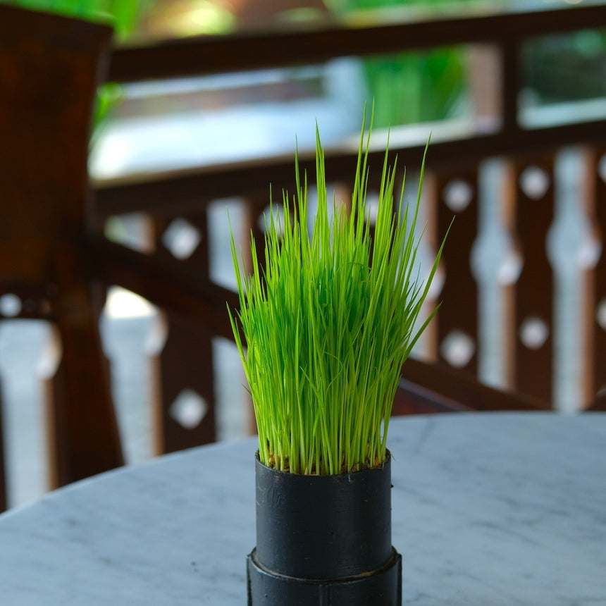 wheat plant in pot Wheatgrass Juice Seeds – Botanical Interests