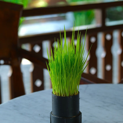 Wheatgrass Juice Seeds