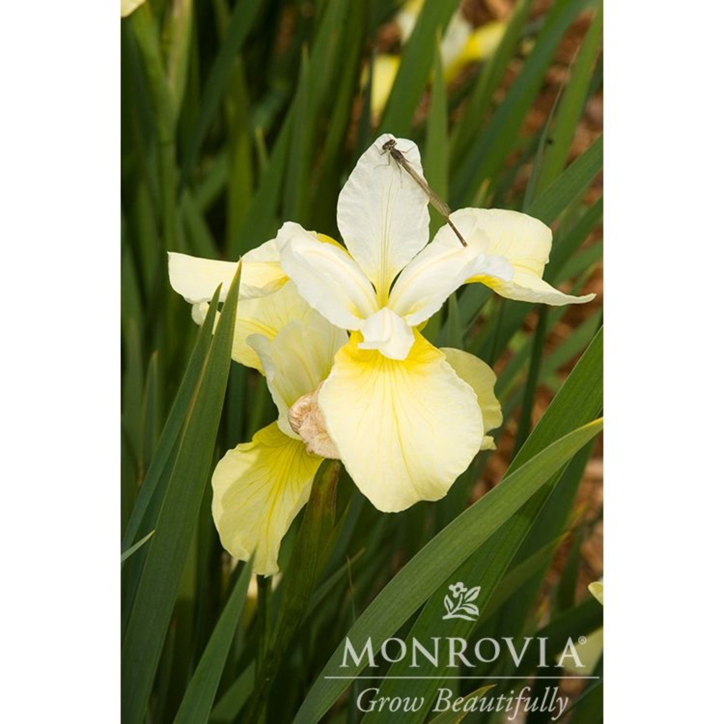 Butter & Sugar Siberian Iris