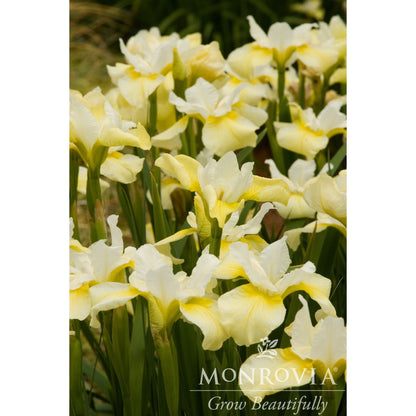 Butter & Sugar Siberian Iris