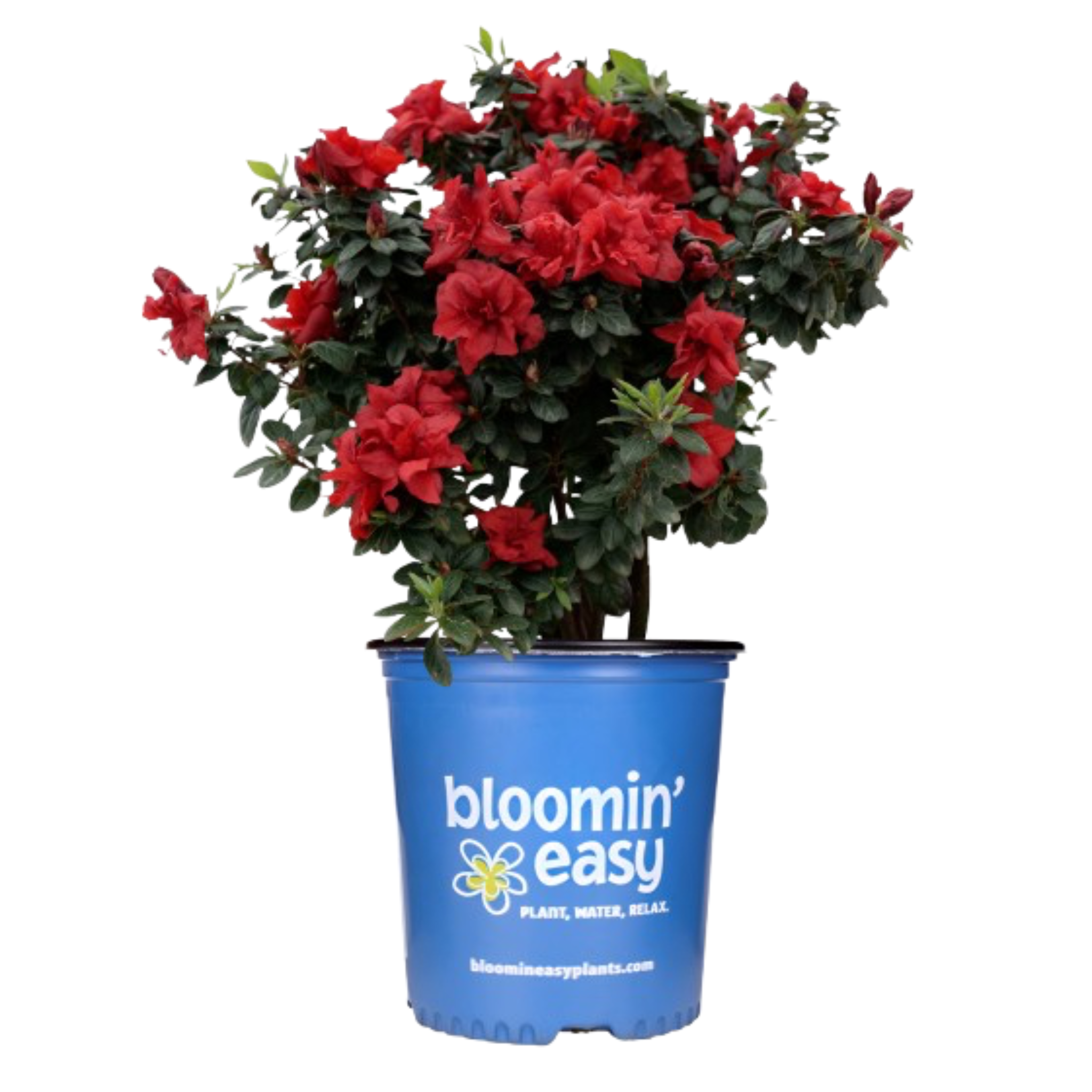 Botanical Interests Ever After Azalea