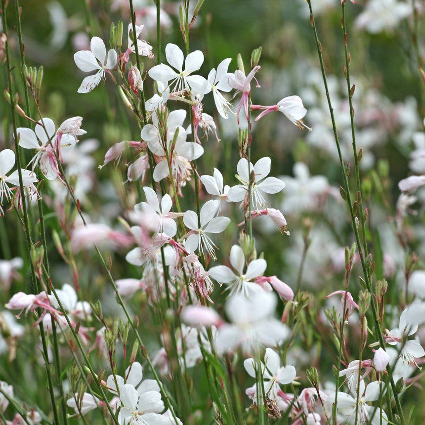 gaura flower seeds White Gaura Seeds – Botanical Interests