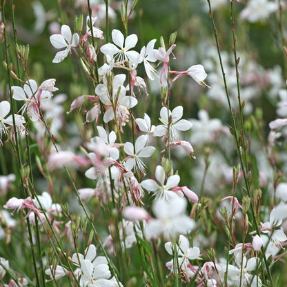 White Gaura Seeds
