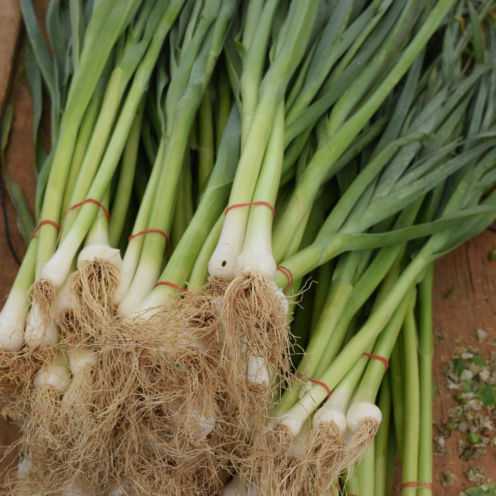 Botanical Interests Onion Seeds - Thumbnail 3