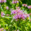 Wild Bergamot Seeds