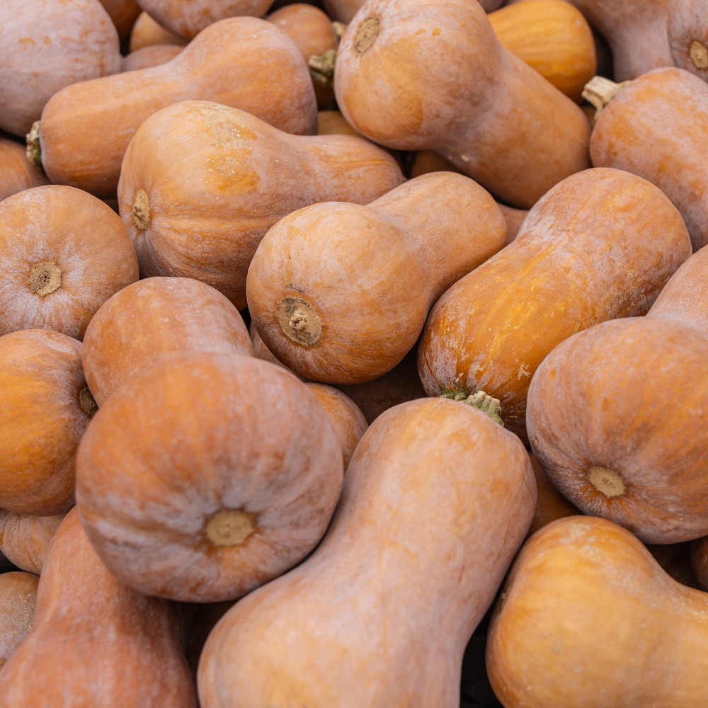 Honeynut Winter Squash Seeds