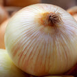 Yellow Granex PRR Bulb Onion Seeds