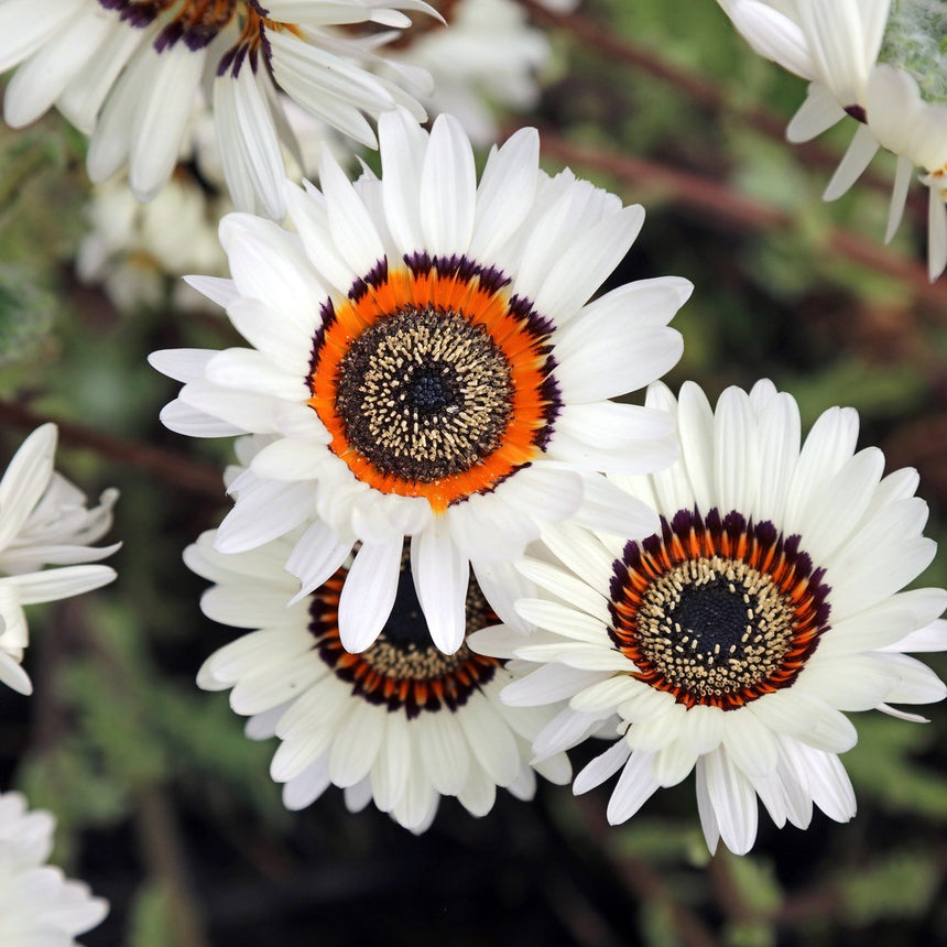 plant daisy seeds Zulu Prince Cape Daisy Seeds