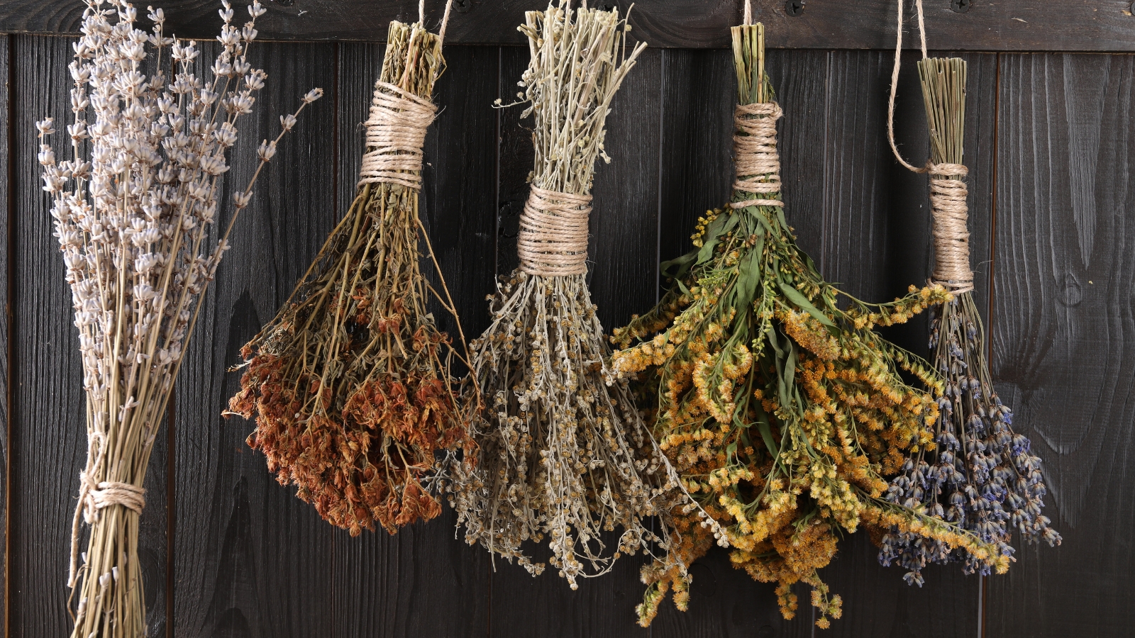 Bunches of dried lavender and goldenrod herbs hang against a wooden background, showcasing their natural textures and colors.