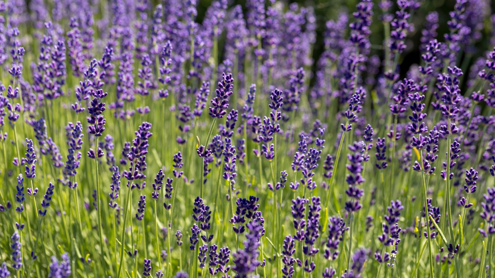 Growing lavender flowers in the garden, featuring tall stems, narrow green leaves, and clusters of purple blooms.