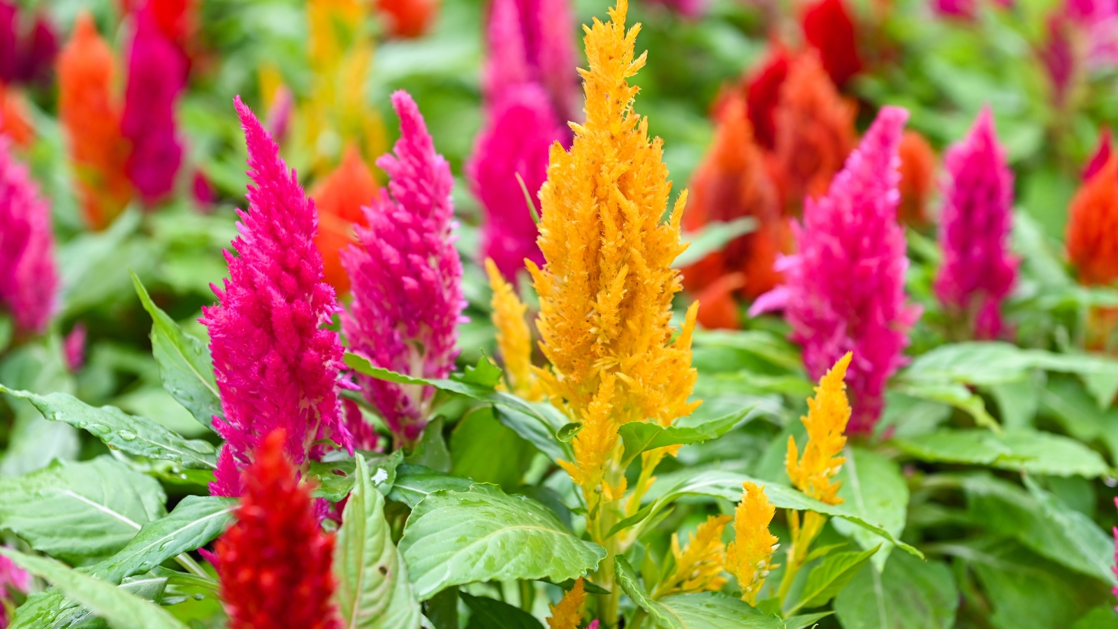 Pampas Plume Tall Blend Celosia with feathery, pink, yellow, and purple blooms on tall, slender stems.