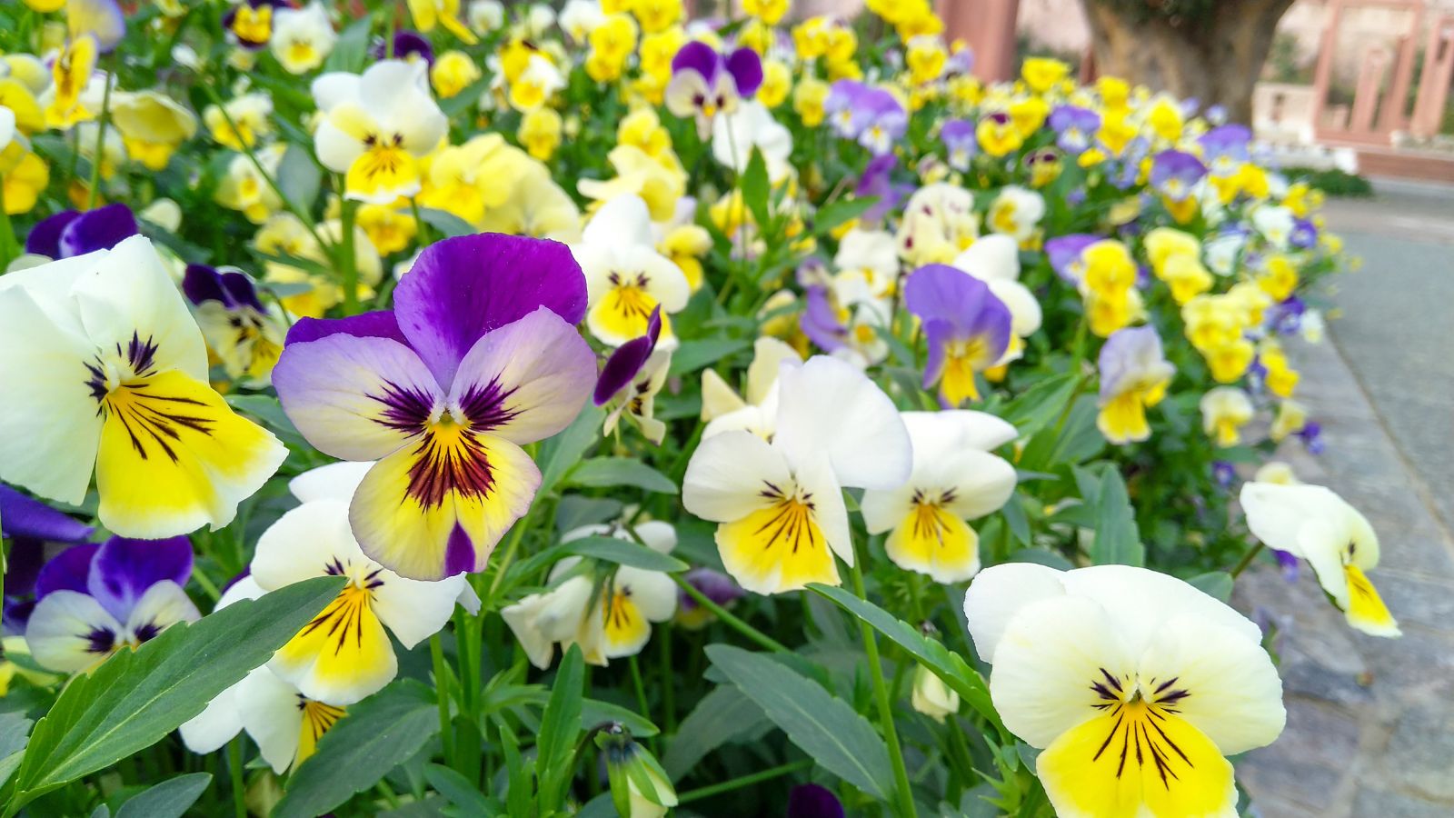 A close-up shot of a large composition of Swiss Giants Pansy flowers, showcasing its large flowerheads and green foliage outdoors