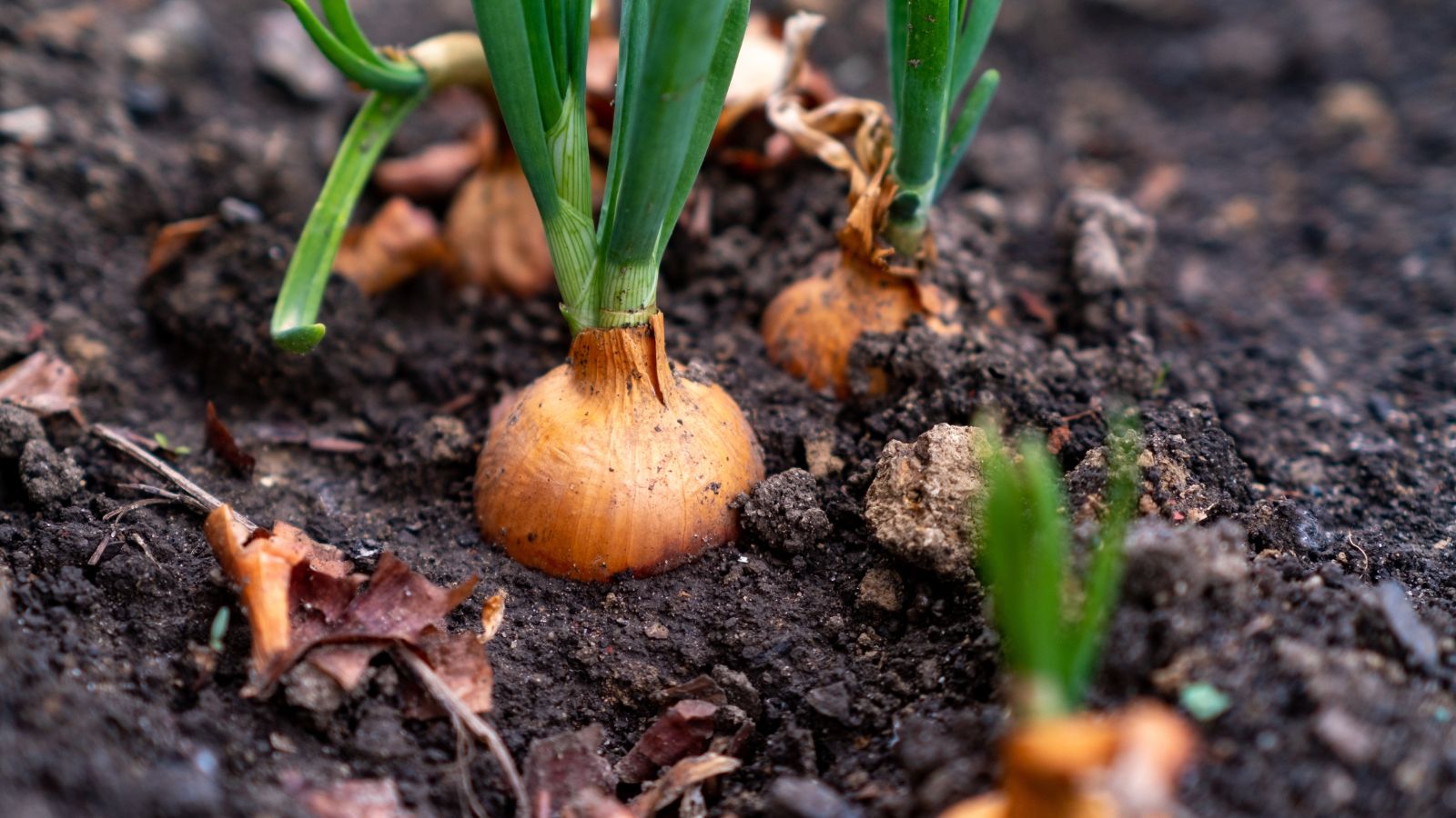 A shot of developing allium crops on rich soil outdoors