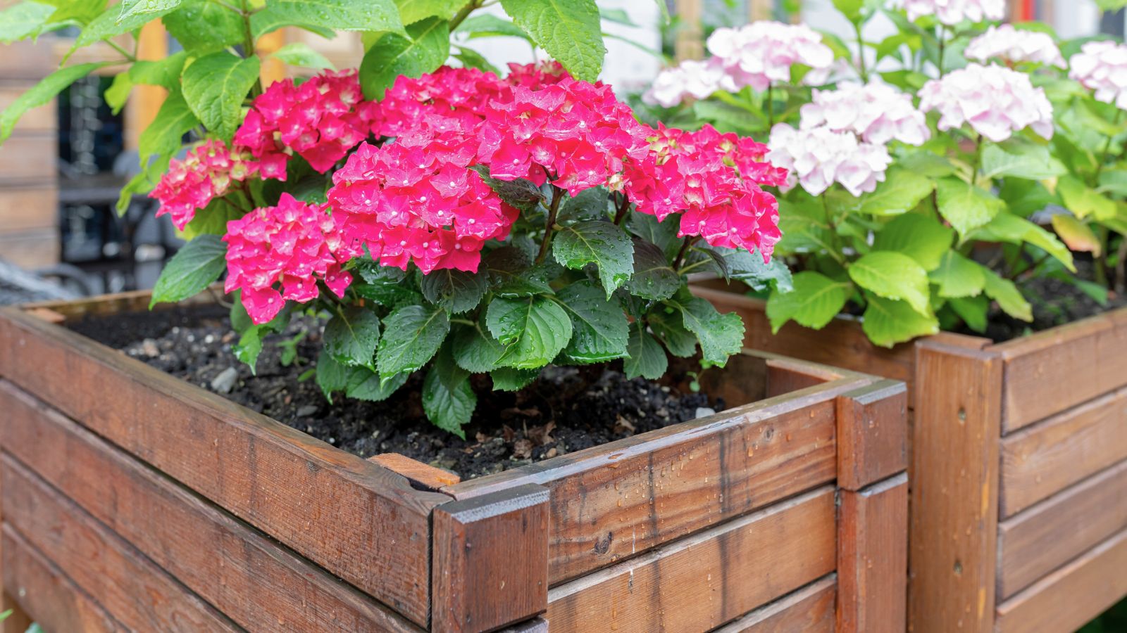 A shot of developing flower bushes on containers in a well lit area outdoors