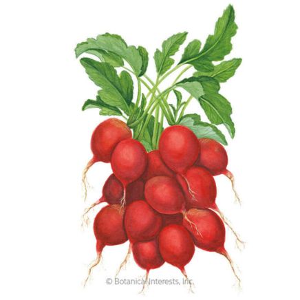 Cherry Belle Radish