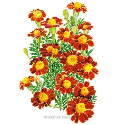 Red Metamorph French Marigold