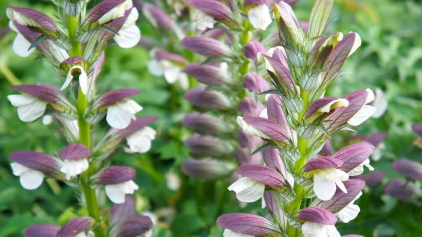 Close up of thick long stems with large, glossy, deeply lobed leaves and tall flower spikes that are covered in white flowers.