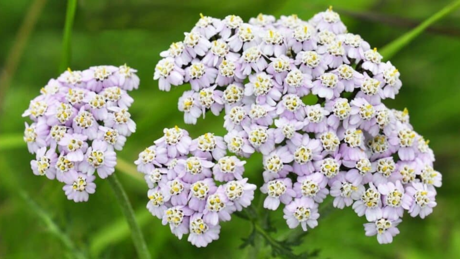 Close up of a cluster of tiny, light purple flowers with yellow centers, growing on the top of a long green stem.