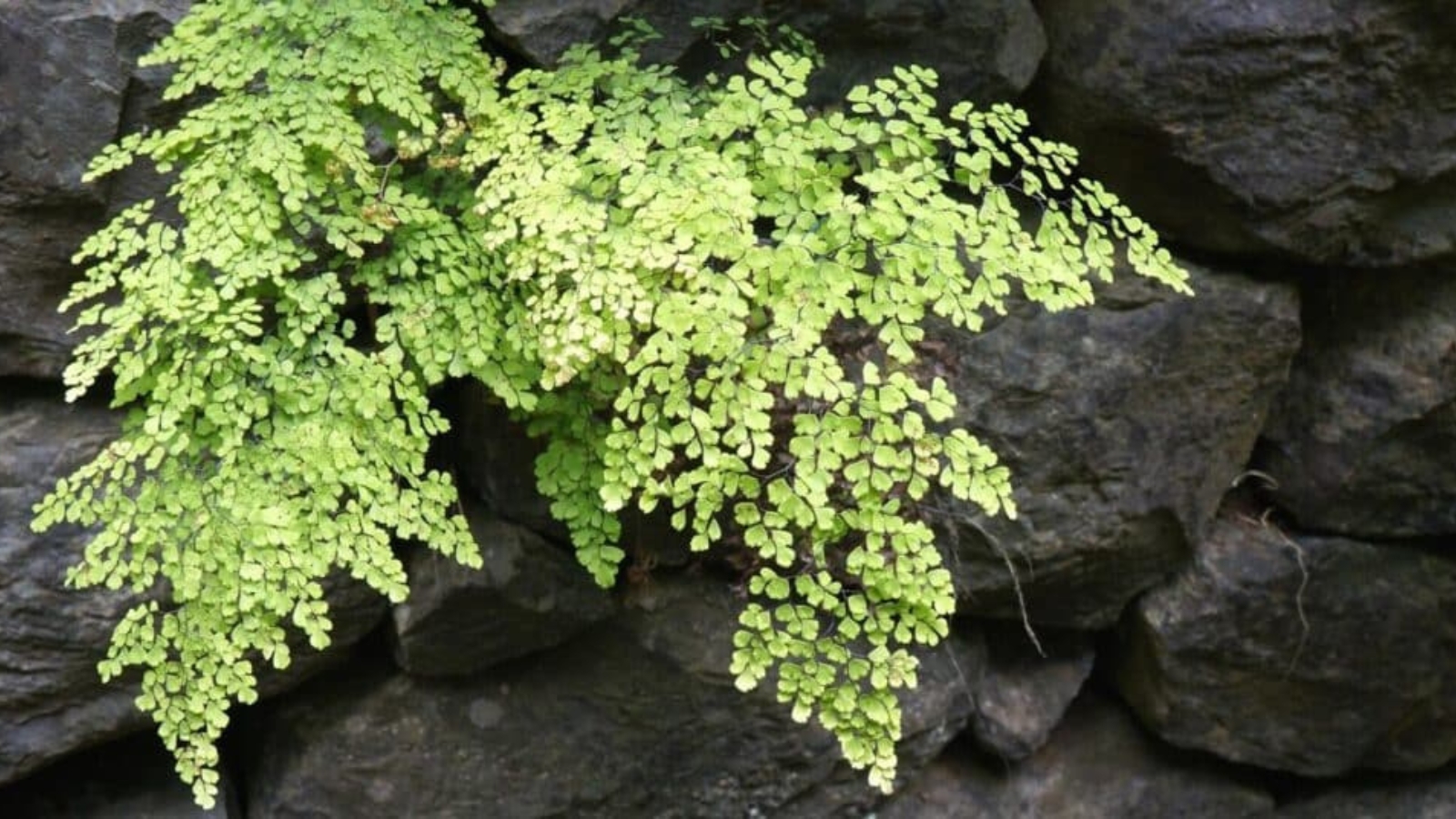 Tiny clusters of leaves growing on the side of a rock wall.