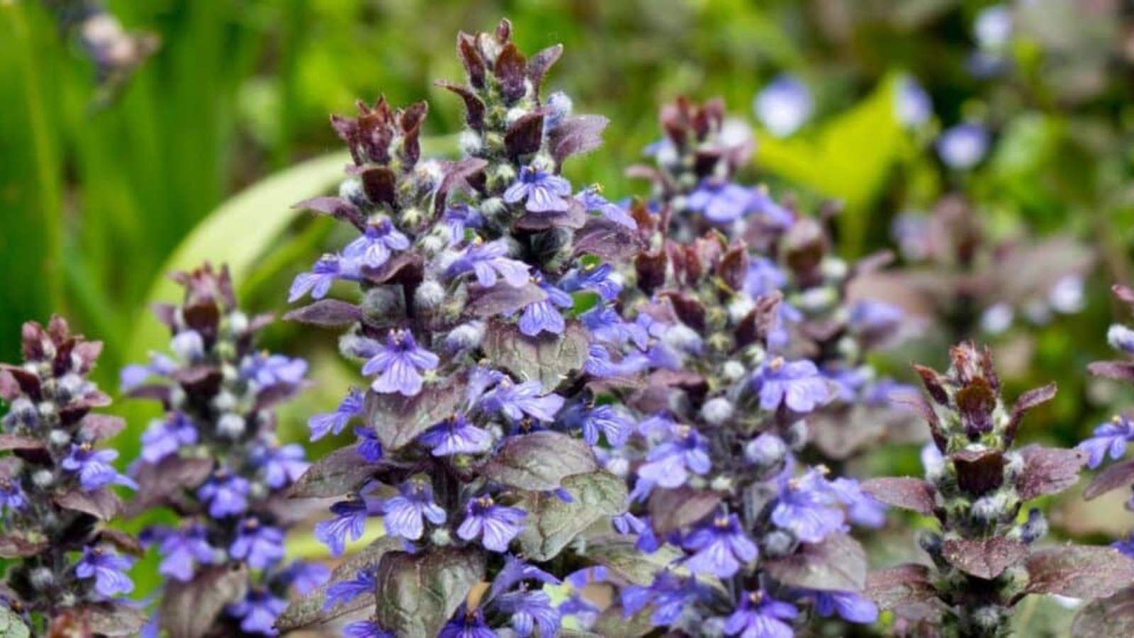 Tall stems with dark purple leaves and tiny purple flowers growing up and down each stem.