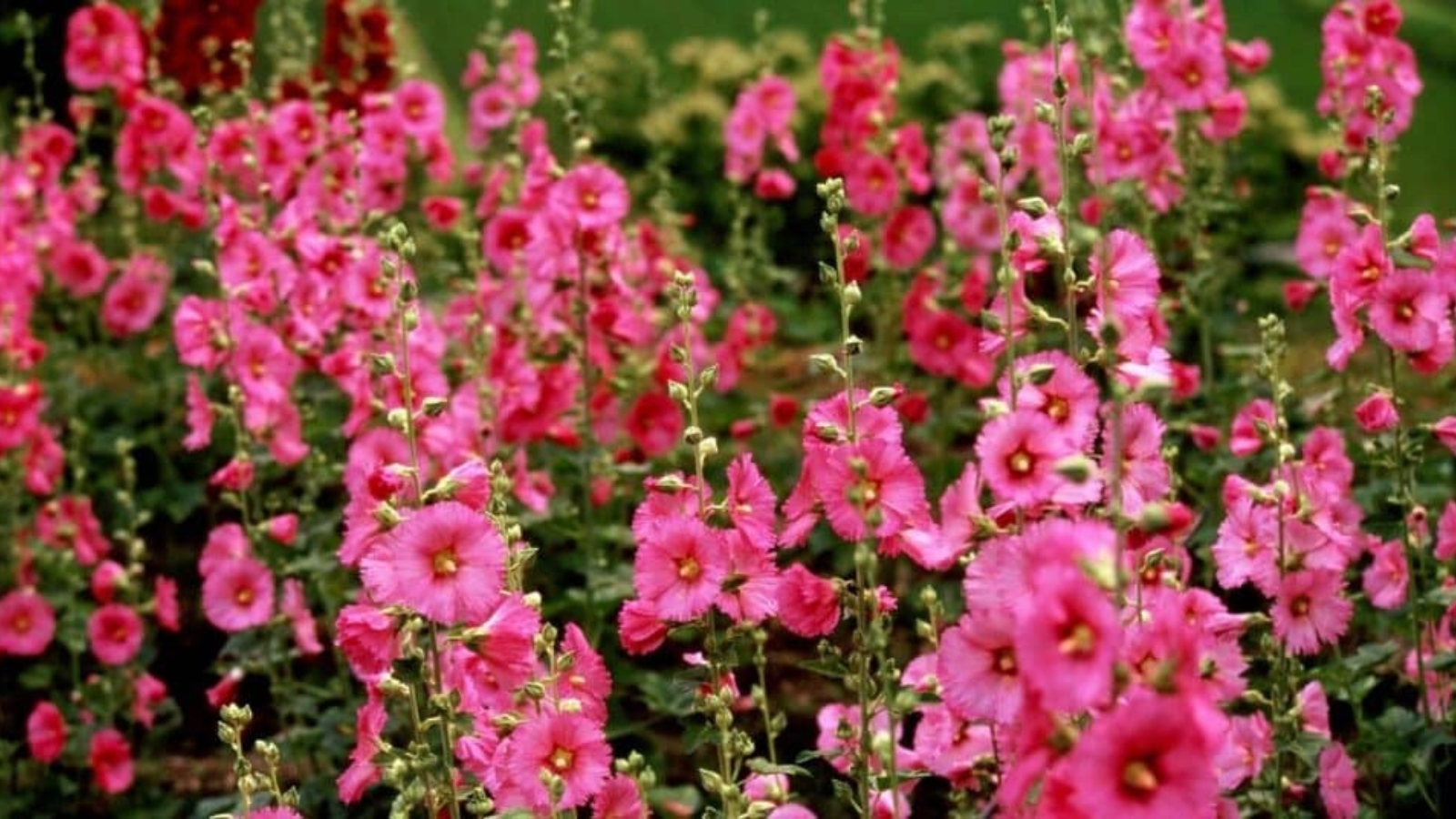 Field of tall long stems with bright pink flowers growing up each stem. Each flower has large thin, pink, fan shaped petals with yellow center.