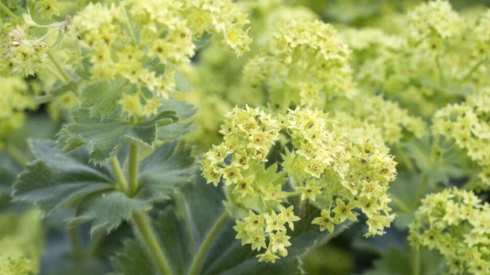 Close up of a ball of tiny light yellow flower clusters, on top of a long green stem. Leaves have pointed edges.