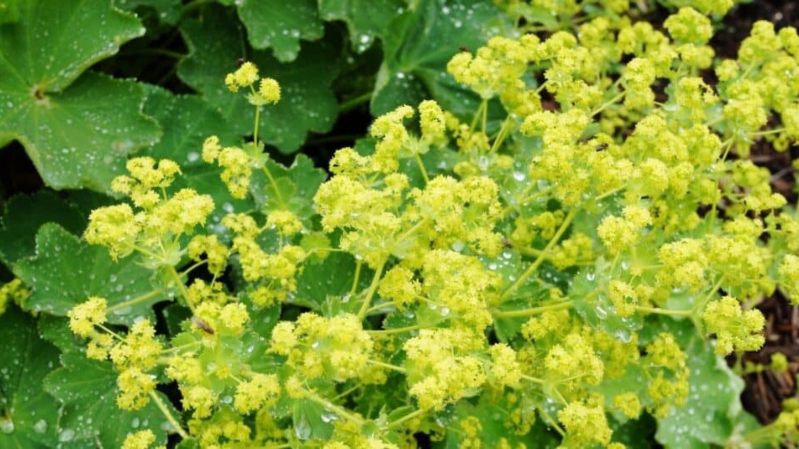 Bush of small tiny clusters of yellow flower buds all over it.