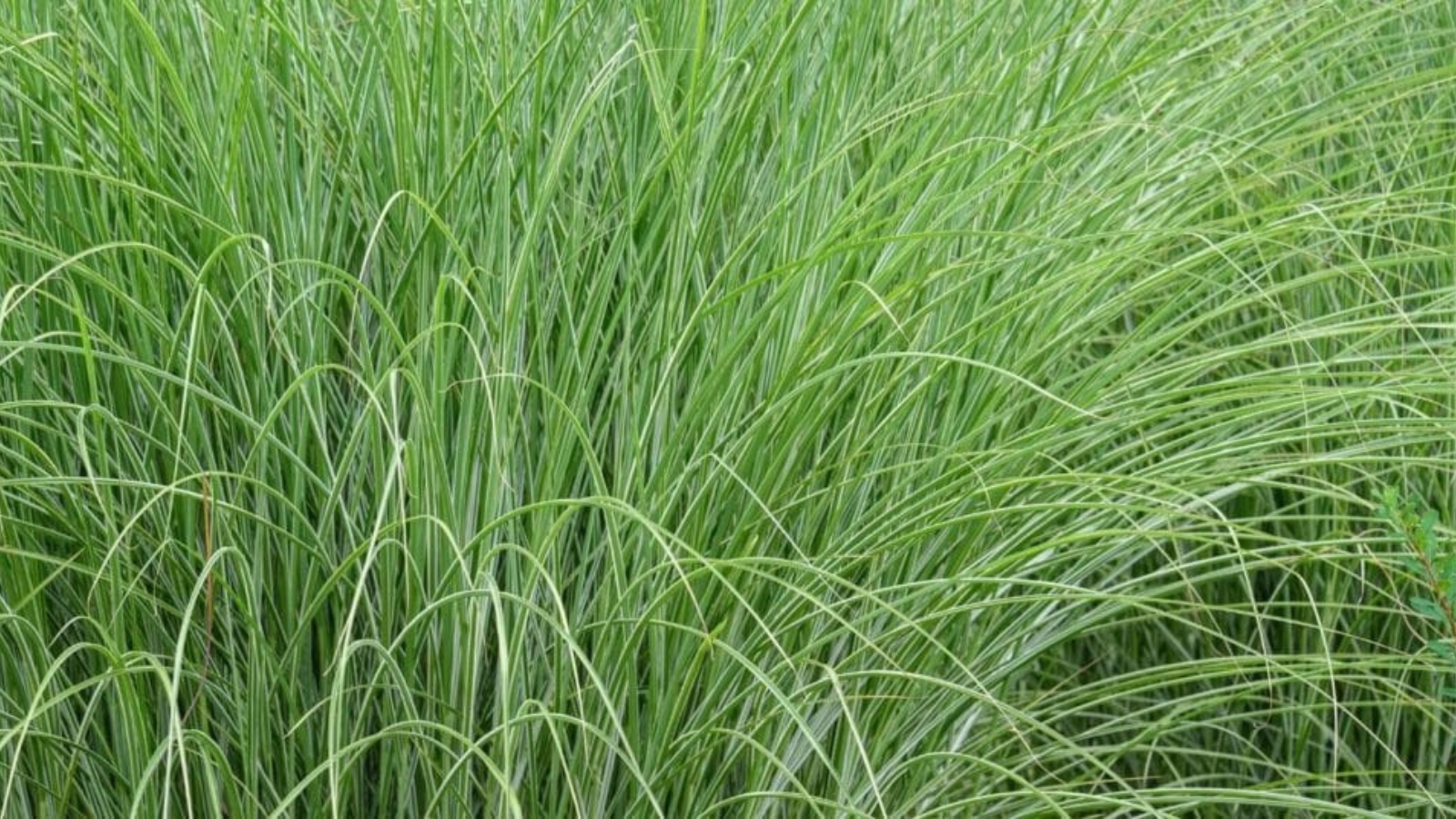 Tall long, green grass in a field.