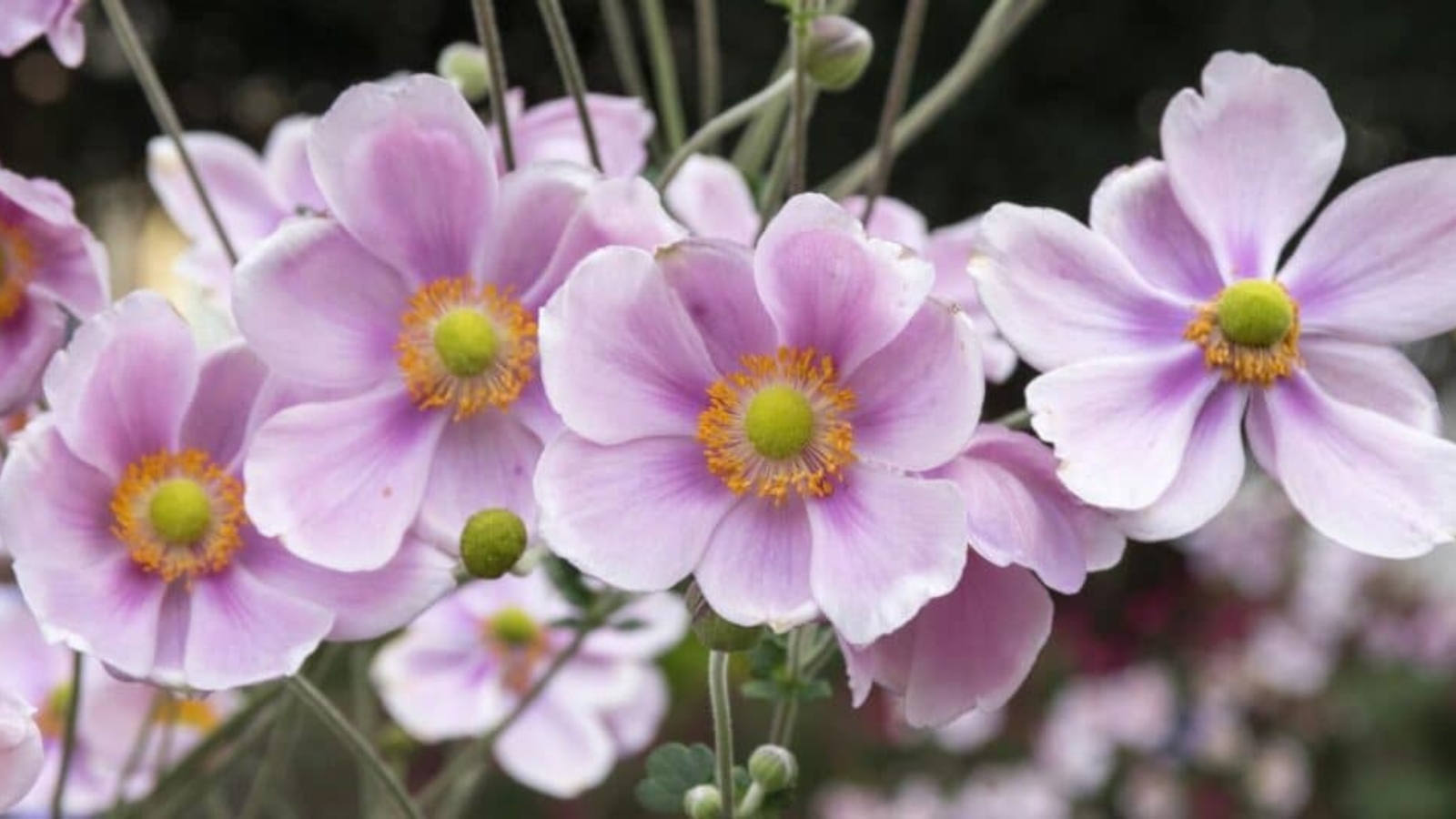 Close up of four light purple flowers. Each flower has seven rounded, overlapping petals with green stigma, with yellow stamen growing around it.
