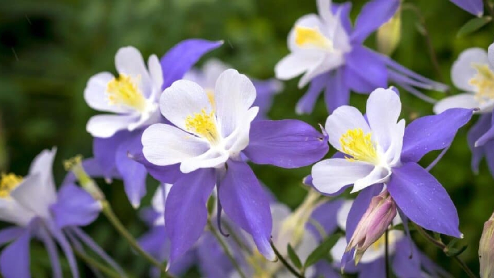 Close up of white and purple flowers. Each flower has five-petaled flowers that have long, purple backward-extending spurs as pouch-like extensions of the petals. Center has long yellow sprays of stamen.