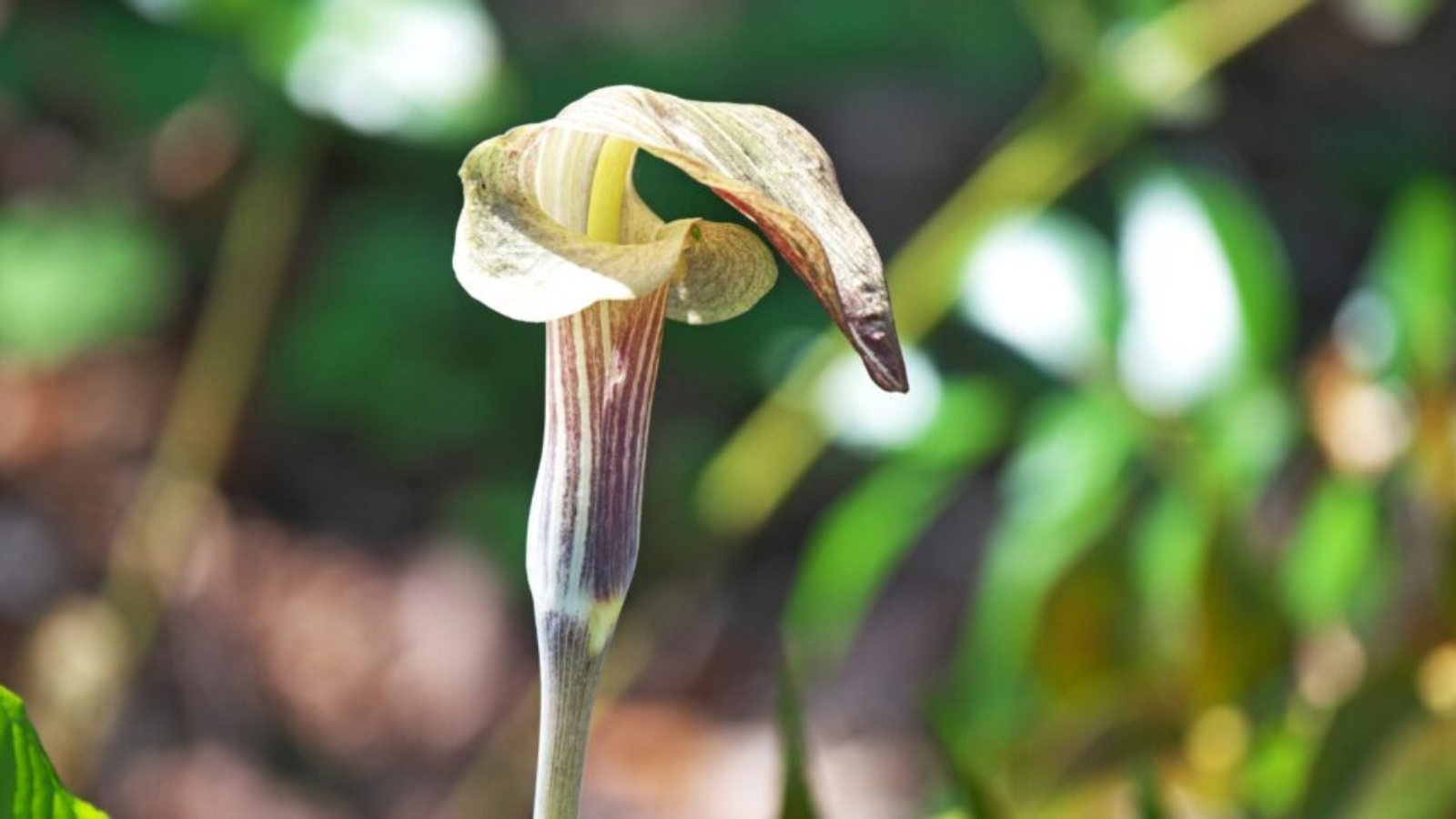 Tall skinny flower with a thick green stem and a green flower with one large, brown, striped hooded petal.