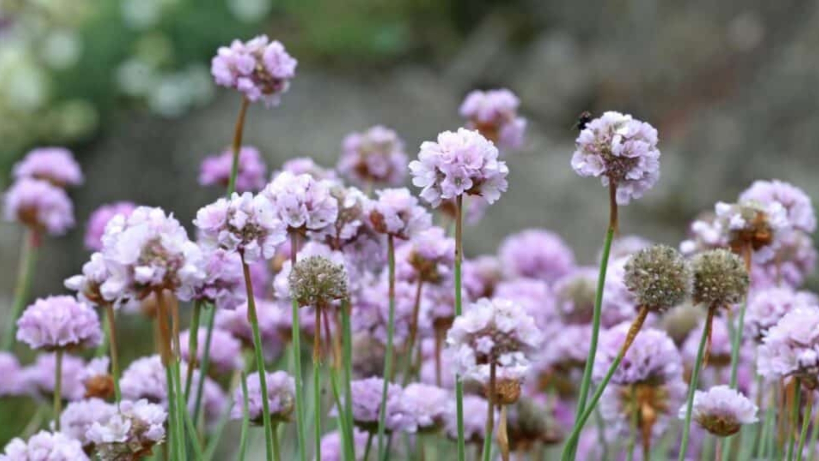 Field of tall skinny flower stems. At the top of each stem is a little ball of tiny pink flowers with tiny green centers. One flower has a black bee perched on top of it.