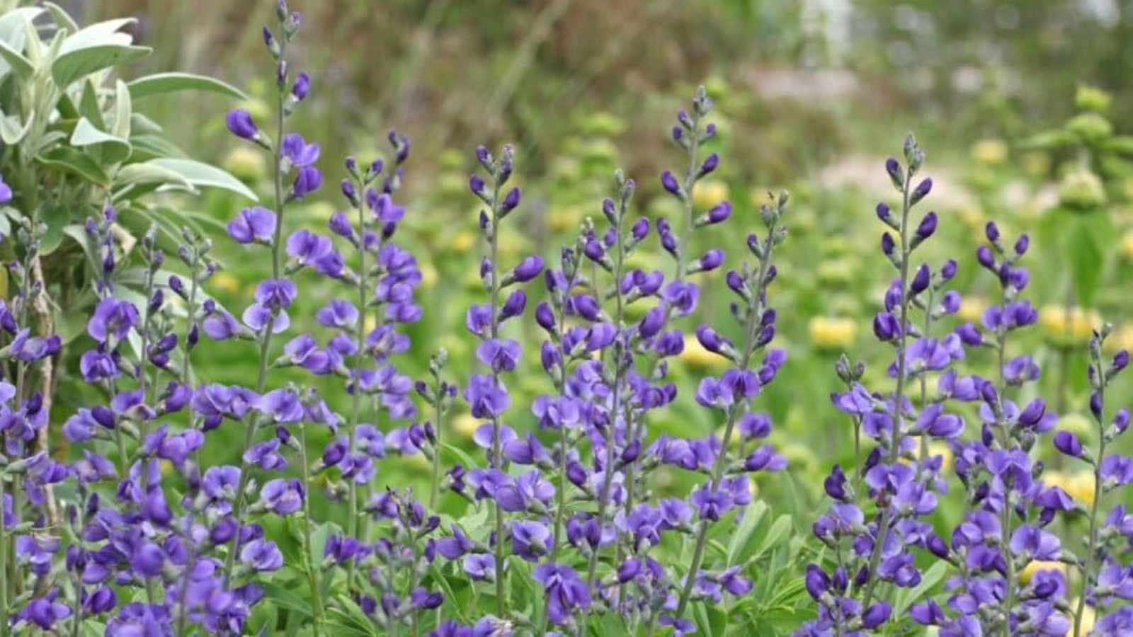 A field of tall stems lined up and down with tiny purple, v shaped flowers.