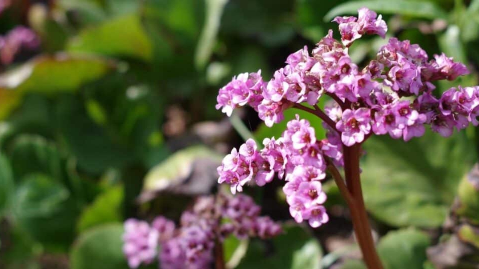 Tall red stem with a cluster of tiny pink flowers on top.