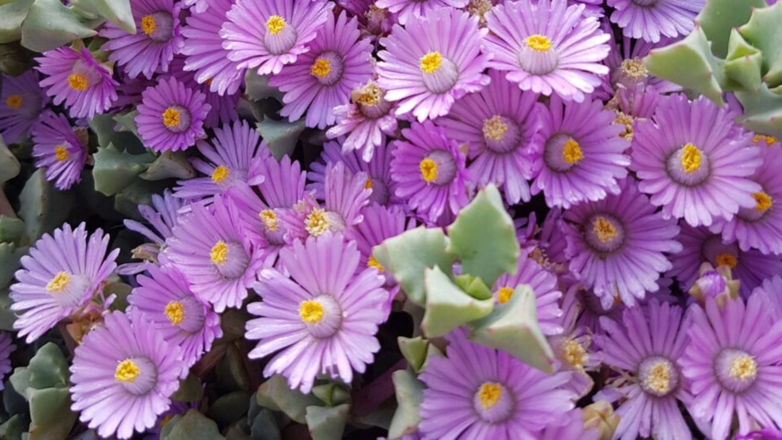 Light purple flowers growing out of thick, spiky, triangle shaped leaves. Each flowers has layers of long, skinny, overlapping petals with a yellow center.