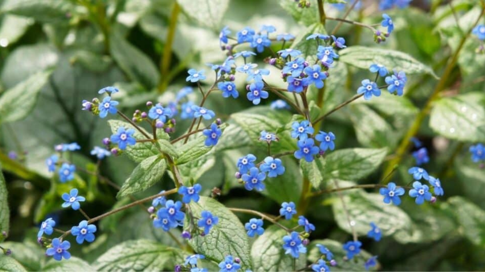 Close up of clustered tiny blue flowers with yellow centers, surrounded by little green leaves.