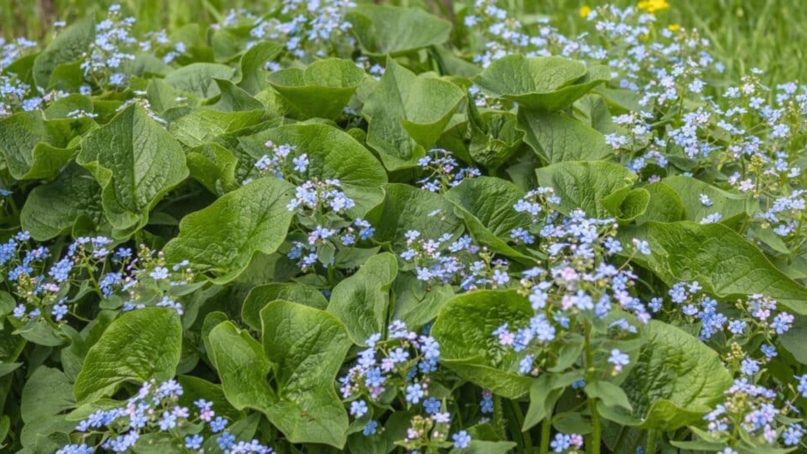 Field of tiny purple flower clusters surrounded by large green leaves.