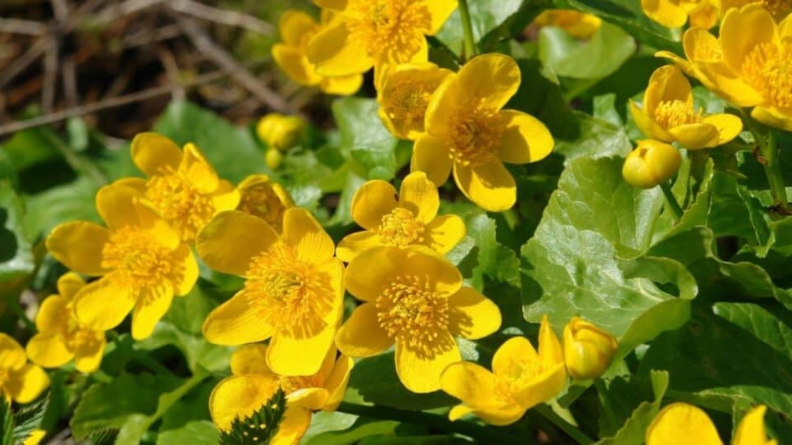 Close up of a bunch of yellow flowers surrounded by waxy green leaves. Each flower has five, rounded yellow petals and a bushy, round, yellow center of stamen.