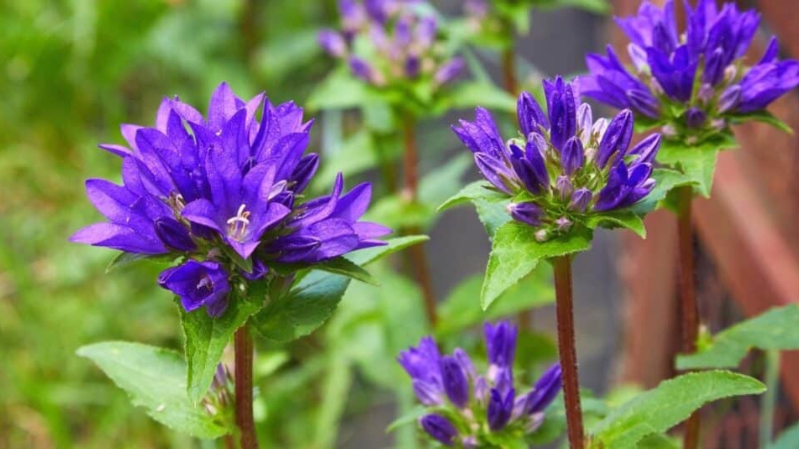 Cluster of small purple flowers on the top of a long, thick, reddish stem. Each flower has five pointed, purple petals with tiny white stamen in the center.