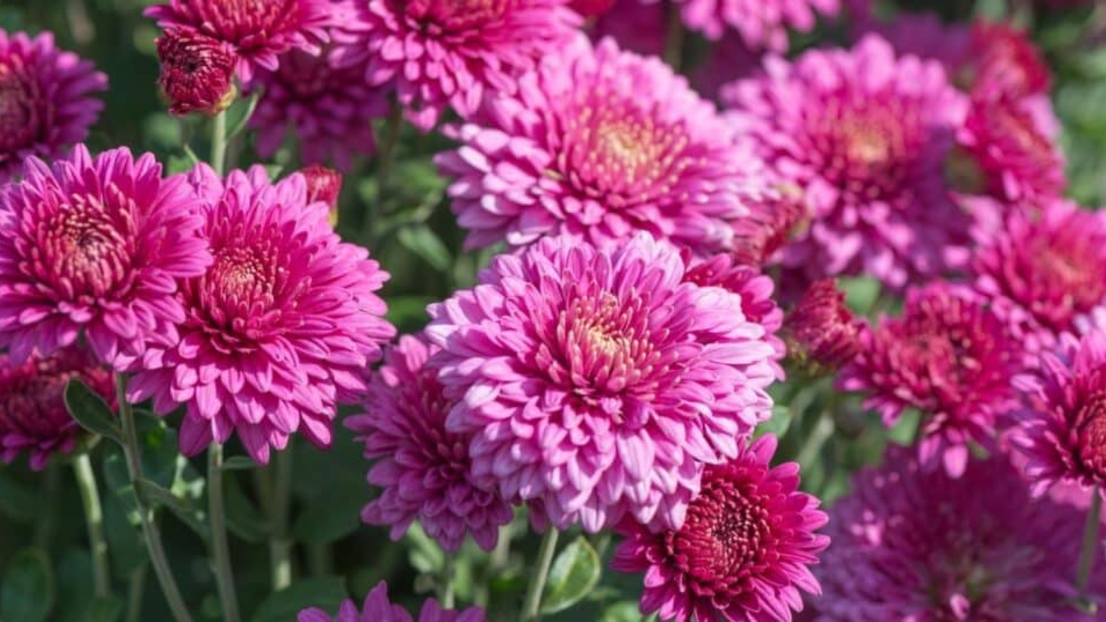 Field of large pink flowers with layers and layers of small pointed, pink petals.